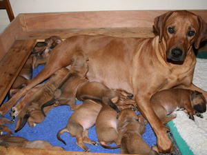 Mother and pups