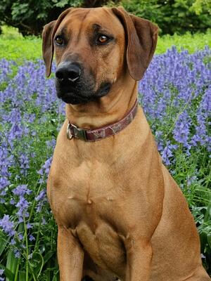 Bossington Bijoutier