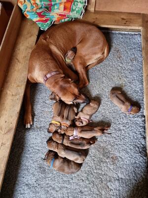 Bossington Shala litter