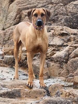 Bossington Bijoutier