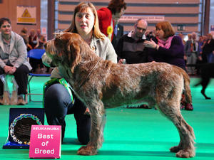 Crufts 2014