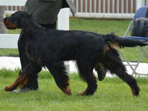 Ziva