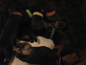Puppies at 1 day old