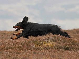 Echo (Ch Balnakeil An Cearcallach)