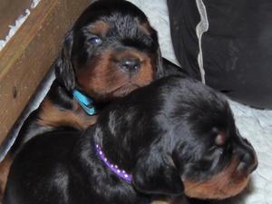 puppies 2 weeks old
