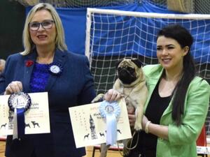 BPIB Blackpool and fylde toy dog show