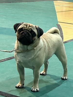 Heidi at Colne and Nelson winning the puppy group