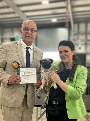 Winning the BCC at Belfast Champ show