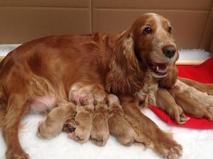 Connie's puppies one day old