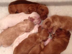 One week old