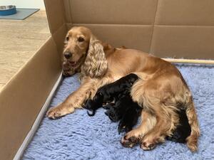 Luna with her puppies