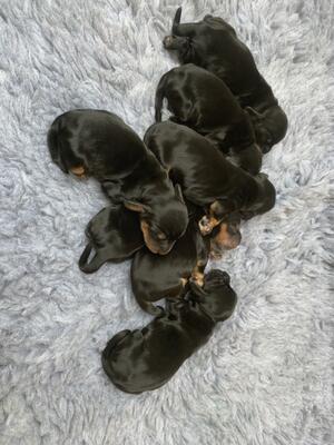 Puppies two days old