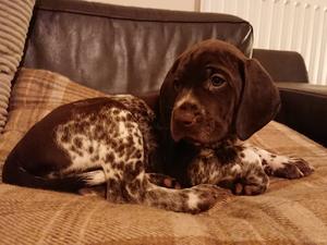 Darwin (Chevinpoint Bronte) Previous puppy