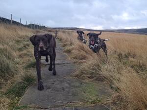 Darcey, Starla and Darwin