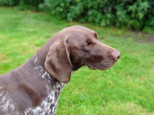 Starla - Chevinpoint Tudor Dynasty