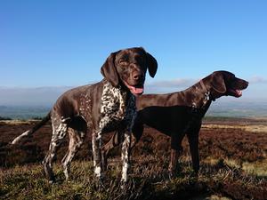 Darcey and Darwin (Chevinpoint Darwin)