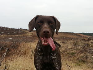 Darcey (Jotterson Queen Victoria)