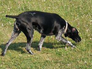 Bailey