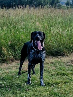 Bailey