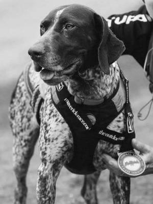 Pippa