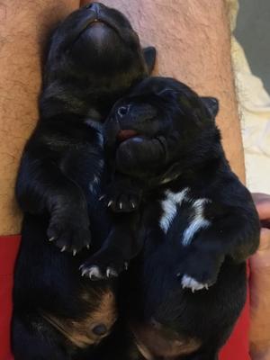 Previous pups