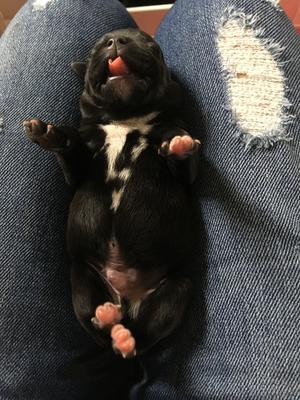 Previous Litter
