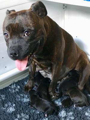 Previous Litter