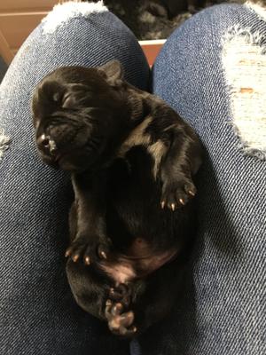 Previous litter