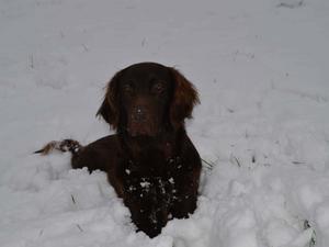 At Crufts 2016