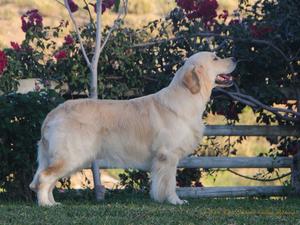 Cearnaigh - Berrymeade I'll Be Yours,18 months old