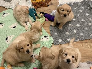 Puppies at 6 weeks old
