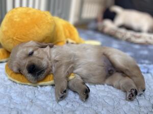 Tired puppy having a nap on a yellow octopus toy