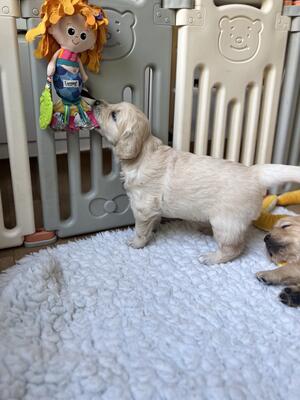 Puppy pulling on a toy