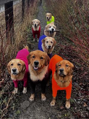 Caragh with the pack during a winter walk