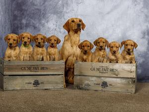 Beautiful puppies girls sold 1 boy available,