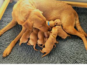 Wortleylab Rubyrhed with her puppies
