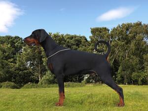 UK Champion at 16months old