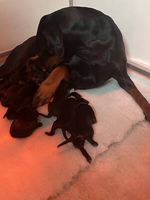 Saskia and her puppies