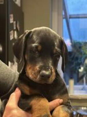 Saskia x Saint puppies