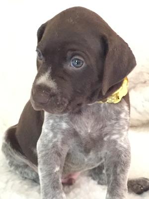 champdogs gsp puppies