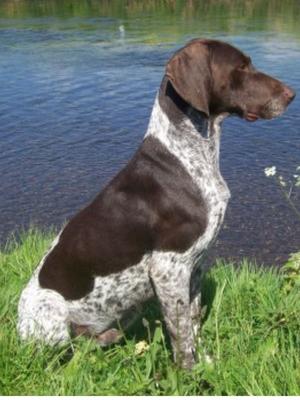 champdogs gsp puppies