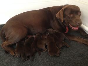 Betsy & Pups