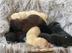 Autumn/Rocks 2022 - 1 week old