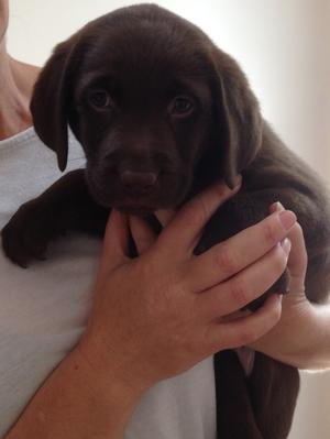 Last girl pup looking for her new family!