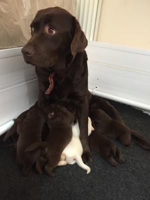 Mum (Betsy)