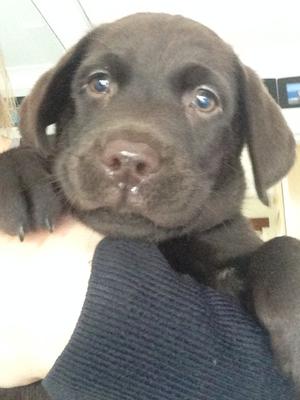 Chocolate Girl