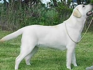 Maxfield Olympic gold at Johdine