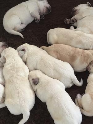 Puppies 1week old
