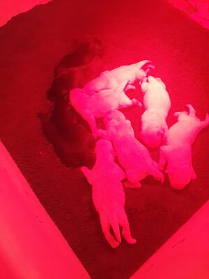 Lovely chunky puppies