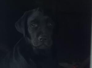 Ziggy @ 4 months